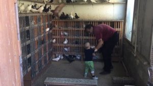 #Pigeons.Как выбрать голубей для правильного гона.