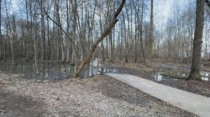 Живой лес, весна 16-04-2025