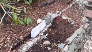 Сад и огород в Норвегии. В гостях у Ксюши на огороде в апреле.