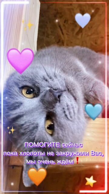 ♥️#приют #леснаясказка