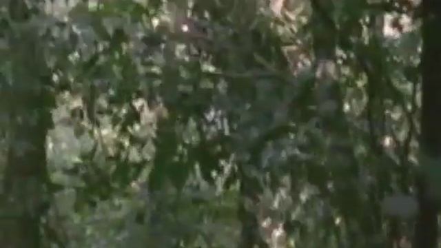 bonobos & chimps смотреть онлайн