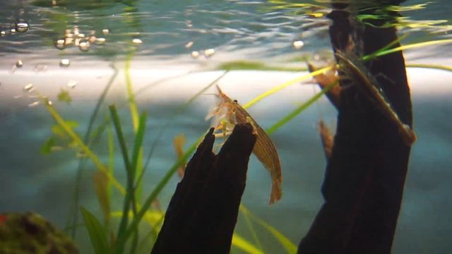 Креветка-фильтратор (банановая, веерная креветка) смотреть онлайн