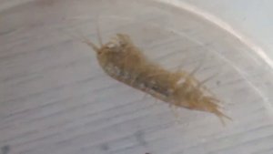 #хомки Гомарус живой видело \\гомарус кормовой