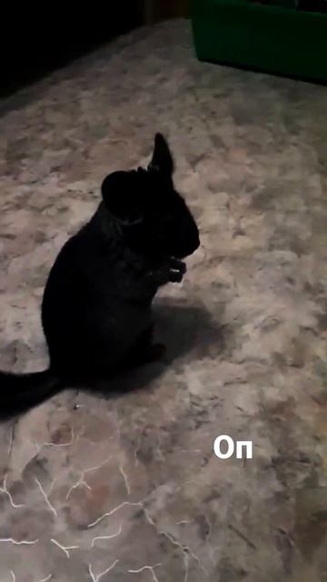 шиншилла смотреть онлайн