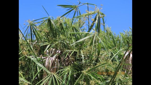 Cyperus alternifolius, the umbrella papyrus, umbrella sedge or umbrella palm, смотреть онлайн