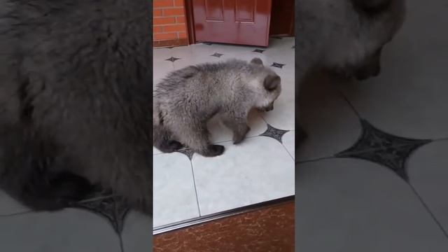 Медвежонок в гневе смотреть онлайн