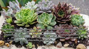 Лучшие способы ухода за суккулентами: секреты успеха