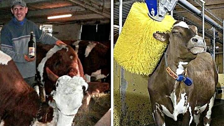 Зачем Корову поить пивом? И делать ей массаж? смотреть онлайн