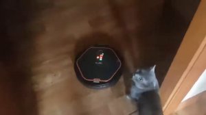 Говорящий робот пылесос ругается на кота