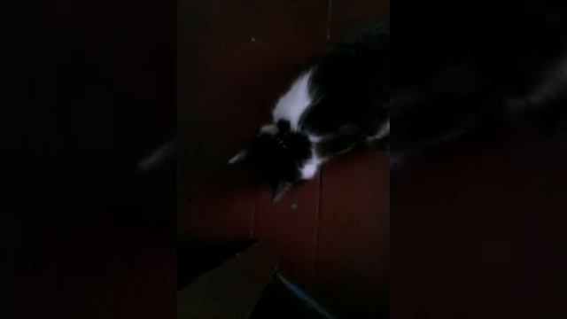 Кошка любит свёклу:D прикол смотреть онлайн