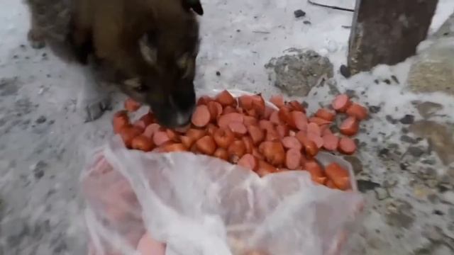 Бездомные животные. homeless animals смотреть онлайн