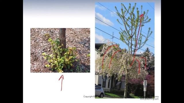 Plants as Beauty смотреть онлайн