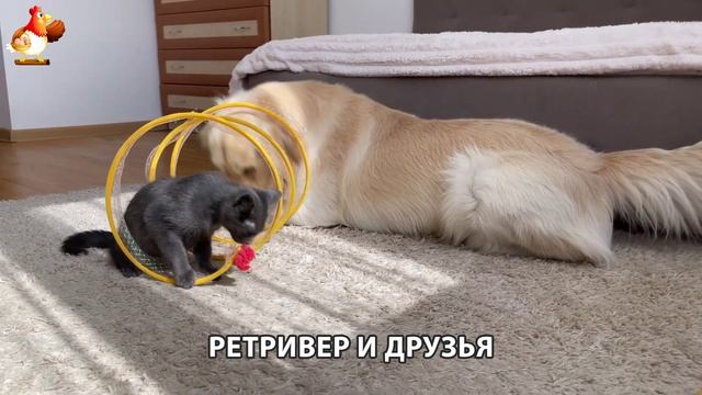 Золотистый ретривер и его друзья милые питомцы 🐕 выпуск (42)