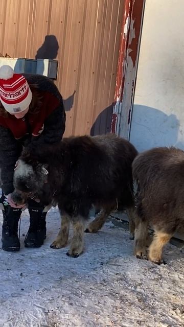 Baby Muskox don’t want to come outside #wildlife #animal #share #baby смотреть онлайн