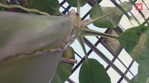 Где в Январе можно увидеть как растет кофе, мандарины, апельсины, бананы, лимон, непентес