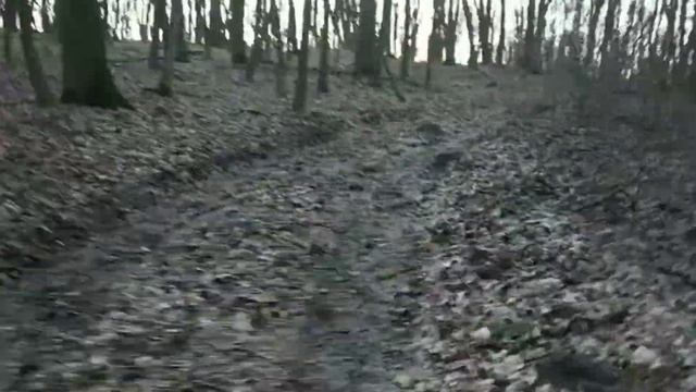 Киноэпопея! Шуршит по лесу жиробасик или тортоеды в движении! смотреть онлайн