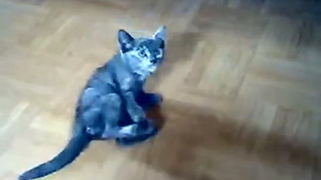 Кот Терорист требует к себе внимания смотреть онлайн