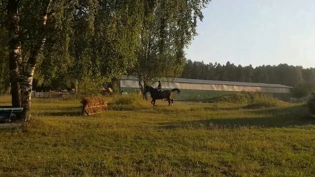 Новые горизоты. Конкурная лошадь на троеборной трассе смотреть онлайн