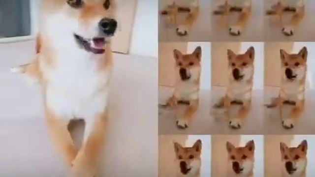 Милая собака смотреть онлайн