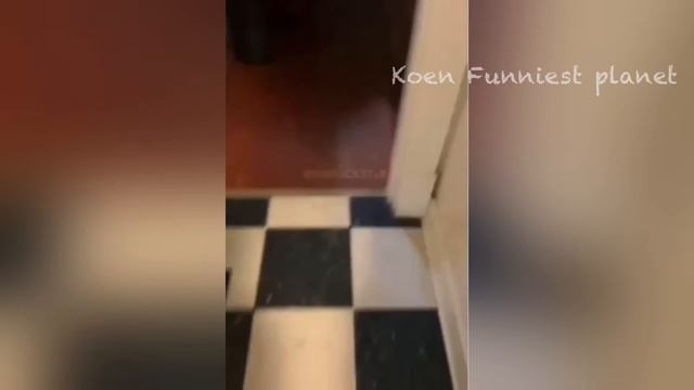 ПРИКОЛЫ_С_ЖИВОТНЫМИ_СМЕШНЫЕ_КОТЫ_и_СОБАКИ