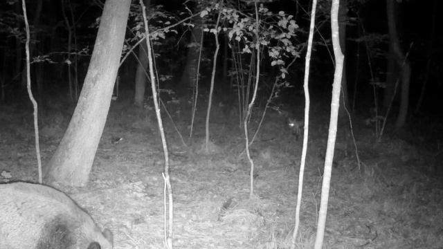 23 августа 2023г. лиса+кабан... смотреть онлайн