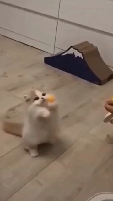 Самые смешные животные#смешные кошки.Смешные собаки.#shorts#животные#юмор#прикол# смотреть онлайн