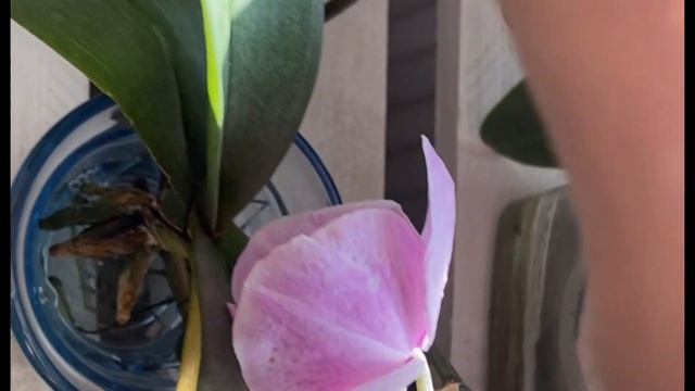 胡蝶蘭の開花に必要な光量　水栽培中の株の様子 смотреть онлайн