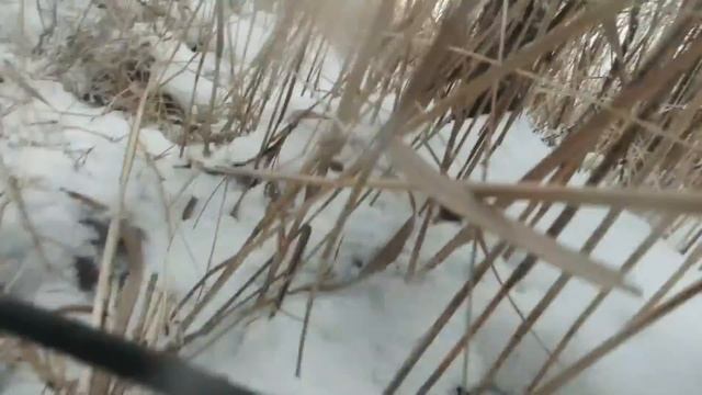 Охота на кабана с лайками смотреть онлайн