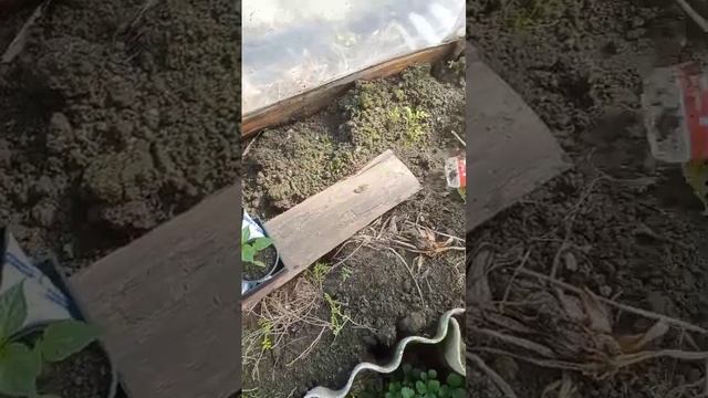 Высадка рассады на Брянщине, часть 2.