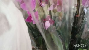 Орхидеи в Краснодаре.цветочный рынок/16.04.25/