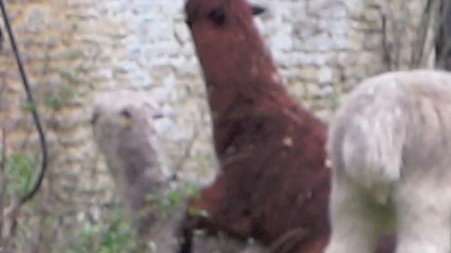 Alpacas mating смотреть онлайн