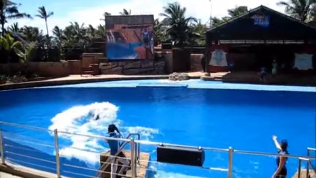 uShaka Dolphin show смотреть онлайн