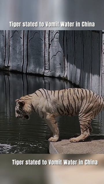 Tiger Vomiting Water In China Zoo смотреть онлайн