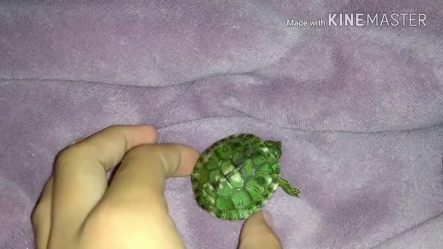 Tartaruga tigre d água (trachemys dorbigni) como cuidar