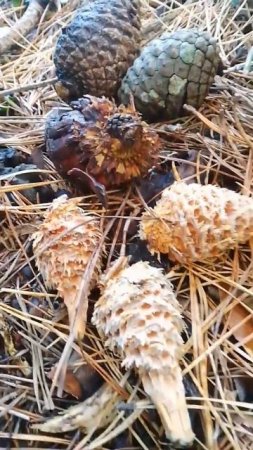 Pine cones eaten by Squirrels #nature #pinecones #squirrel #conifer