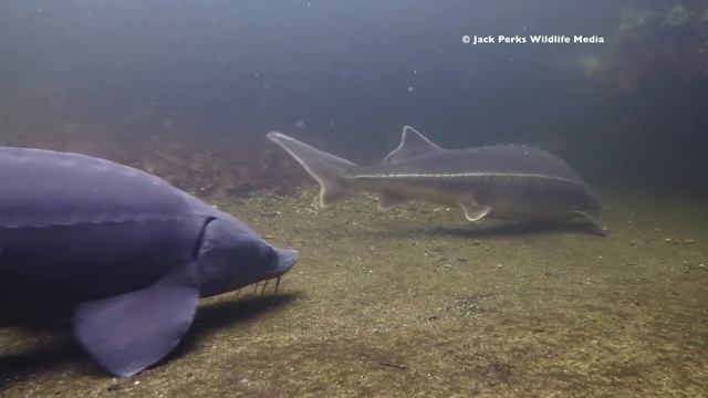 Grass Carp, Siberian Sturgeon & Diamond Sturgeon in UK Pond смотреть онлайн
