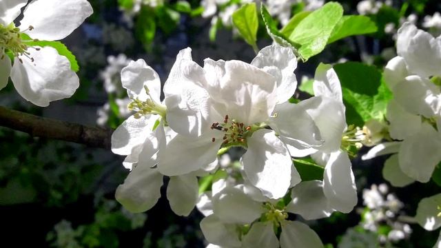Яблонька в цвету | 20.05.2018г.