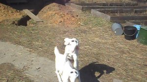 Наши козлята, апрель 2025 года.