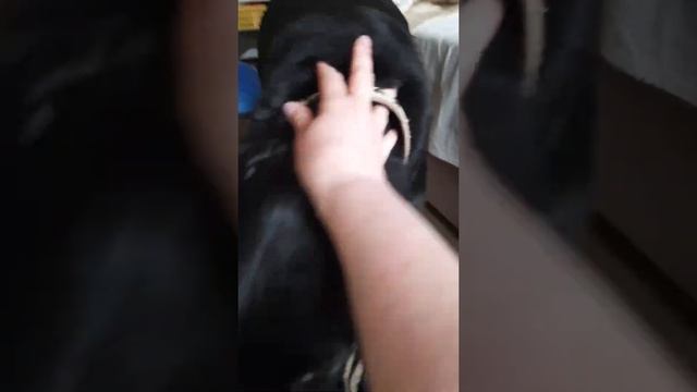 любимые игрушки! смотреть онлайн