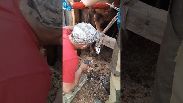 Педикюр смотреть онлайн