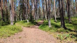 Сосновый лес