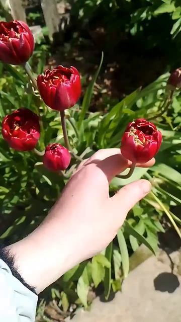 САМЫЕ КРАСИВЫЕ ТЮЛЬПАНЫ махровые пионовидные Красота на даче!!! смотреть онлайн