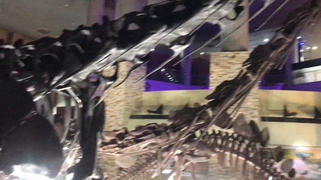 다양한 공룡과 공룡뼈들@sungodcross смотреть онлайн