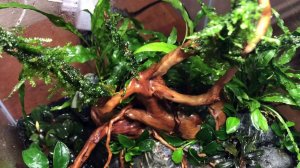 Аквариум для Красных Кристаллов