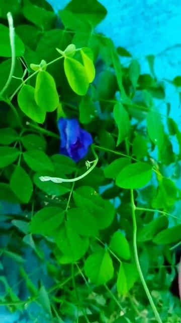 Aparajita/Butterfly Pea flower plant. #gardeningforbeginners #aparajitha #butterflypea #blueflowers