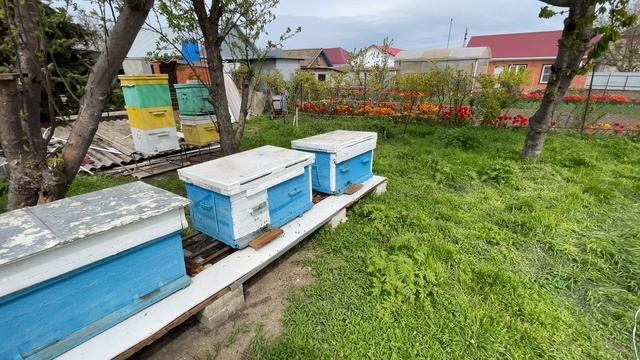 Весна на пасеке. Краснодарский край. Кубань. 16.04.2025