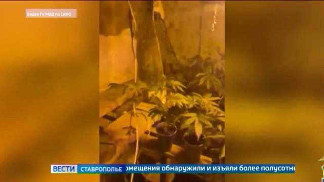 Ставрополец организовал наркоплантацию в своем доме