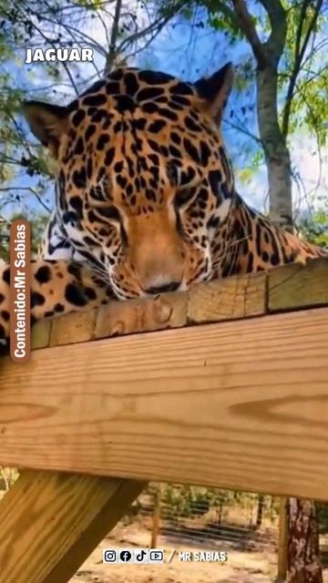 Argentina tiene Animales Muy Peligrosos 🇦🇷 смотреть онлайн