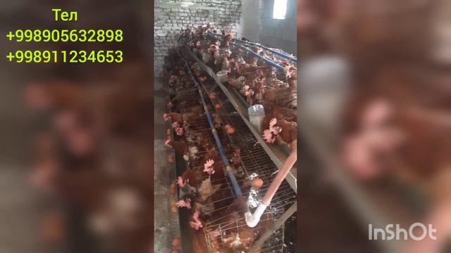 несушкаломанбраунтухумённалишиарзонlomanbraunsotiladiqiziltovuqlarfirmaфирмаlohman