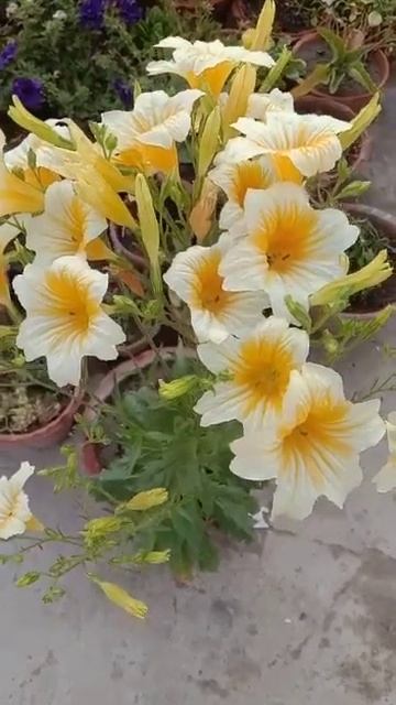 How to grow Salpiglossis flower смотреть онлайн